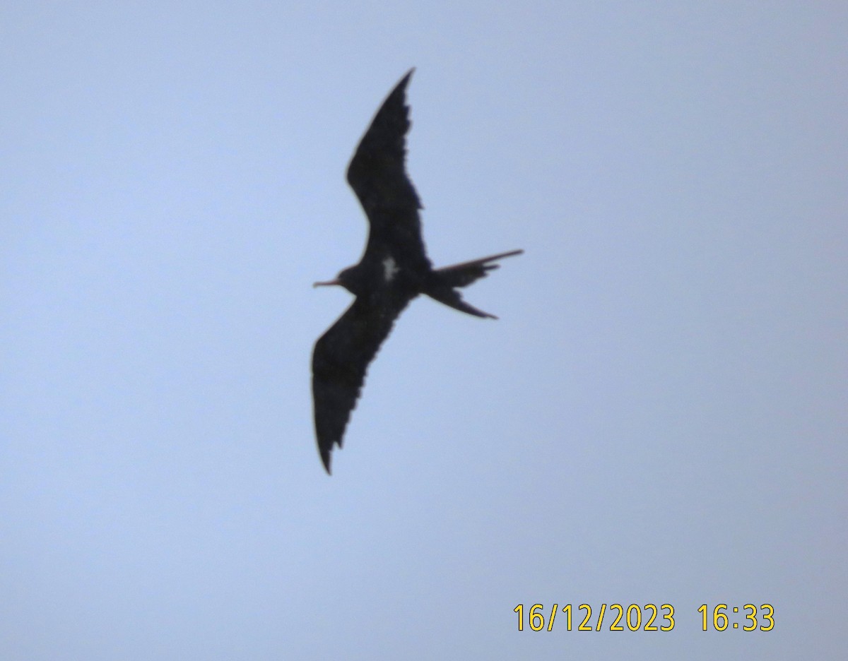 Lesser Frigatebird - ML612283360