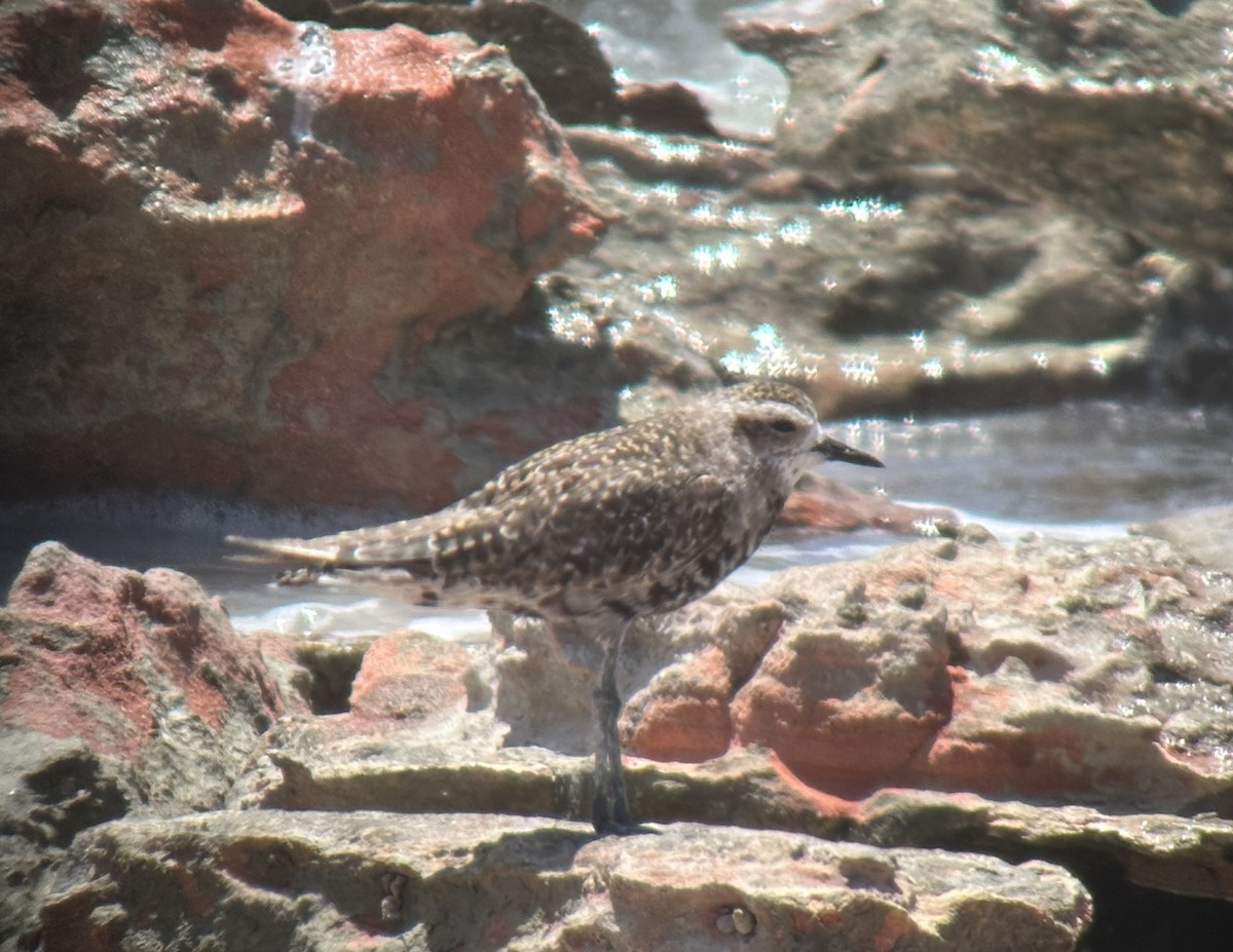 American Golden-Plover - ML612283407