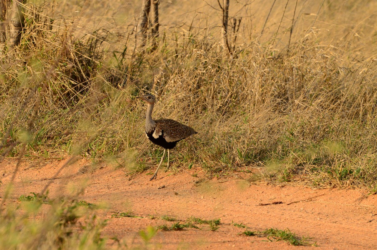 Red-crested Bustard - ML612283427