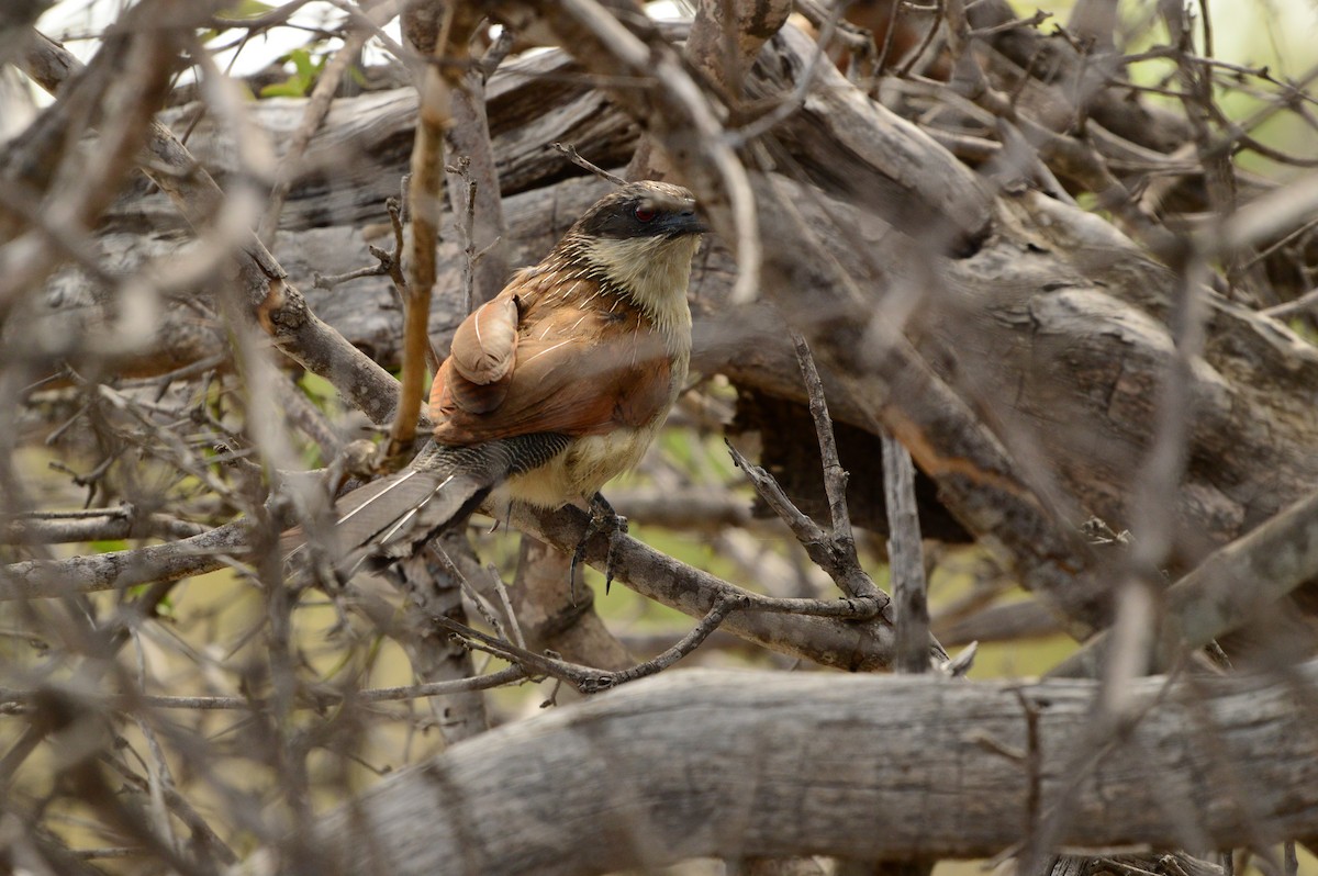 White-browed Coucal (Burchell's) - ML612283442