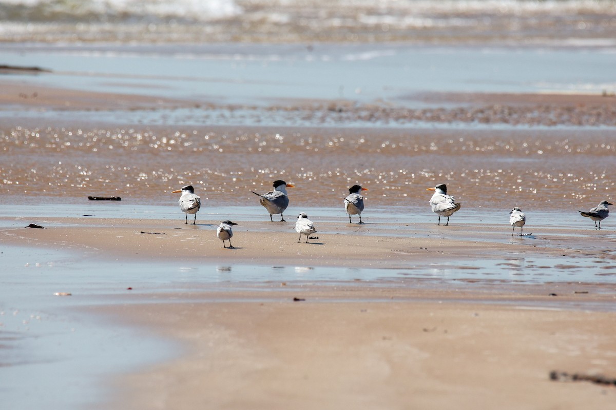 Lesser Crested Tern - ML612283480