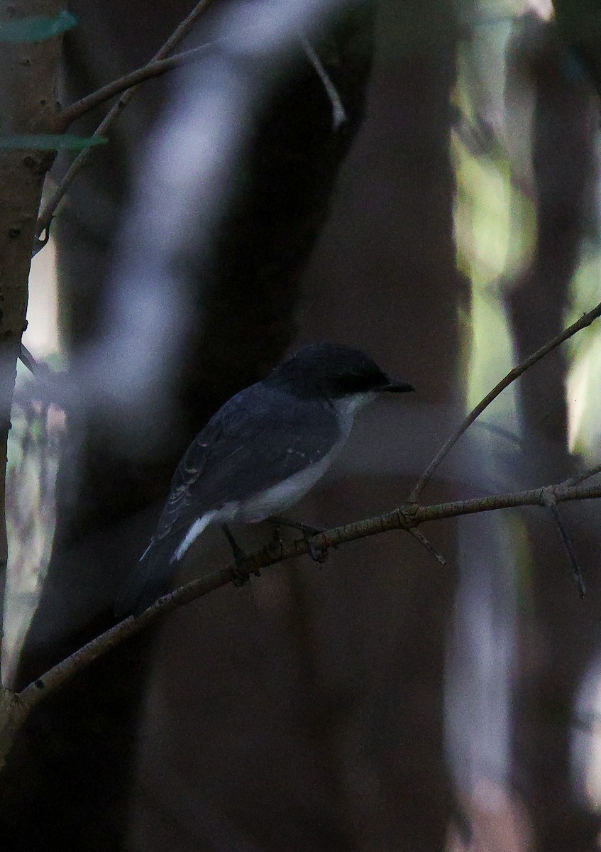 Mangrove Robin - ML612283512