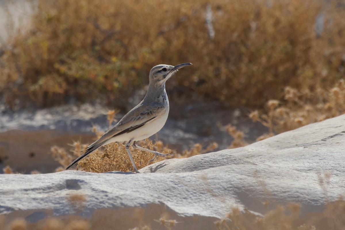 Greater Hoopoe-Lark - ML612283550