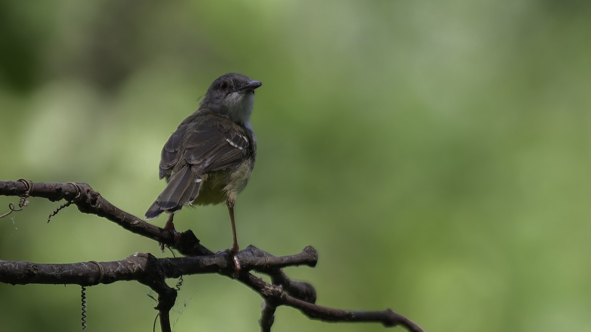 Prinia bifasciée - ML612283628