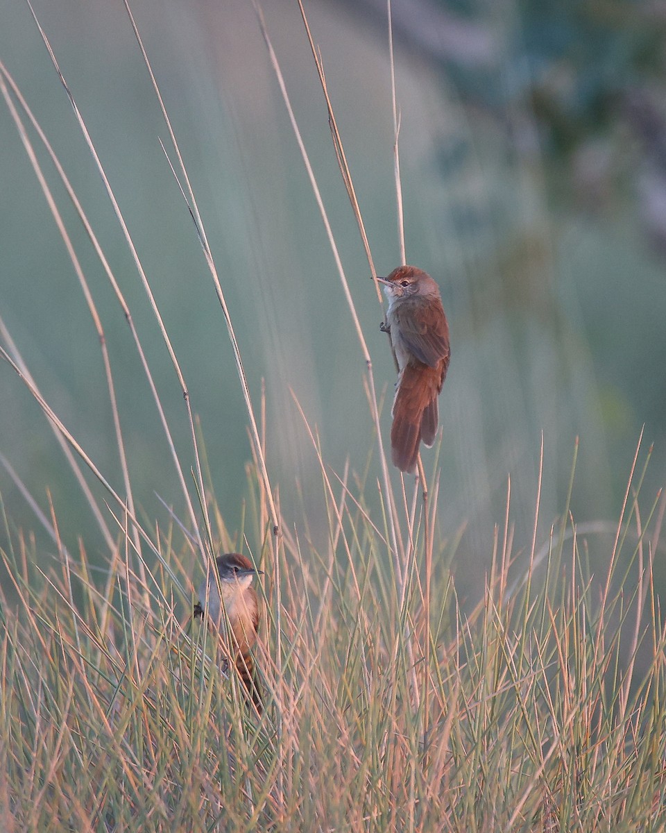 Spinifex-Schilfsänger - ML612283678