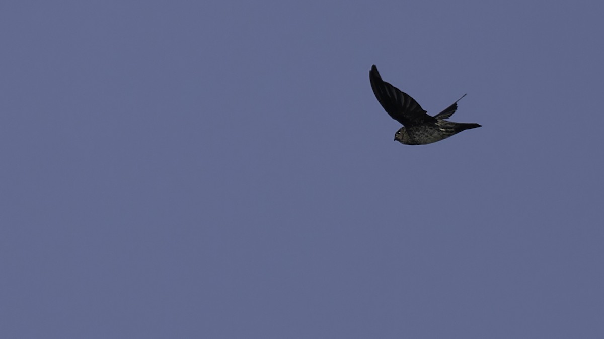 Cave Swiftlet - Robert Tizard