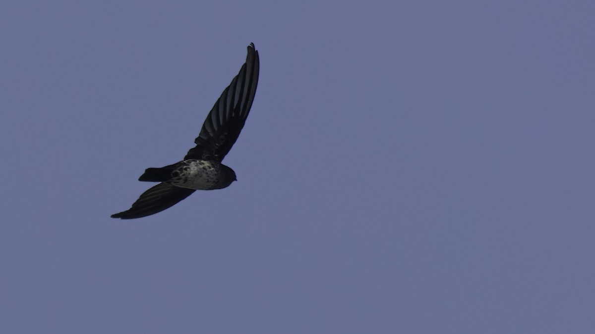 Cave Swiftlet - ML612283687