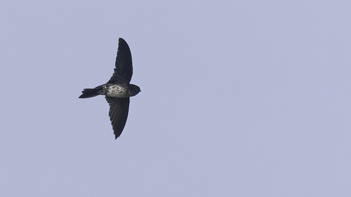 Cave Swiftlet - ML612283690
