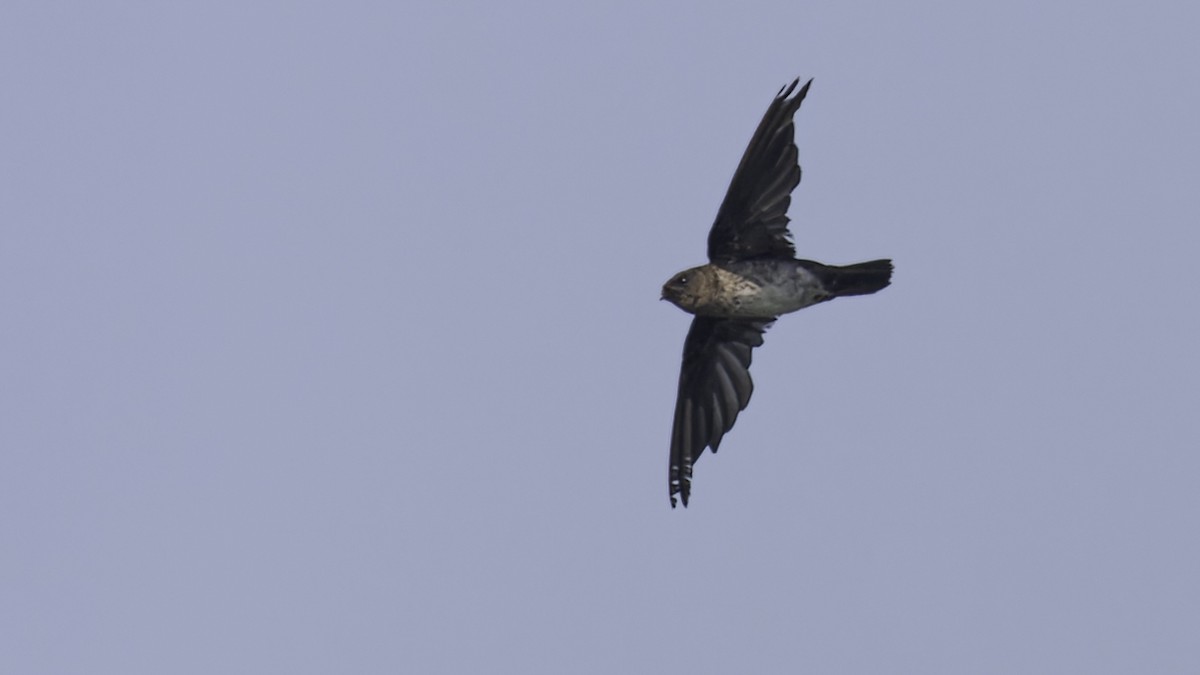 Cave Swiftlet - ML612283691