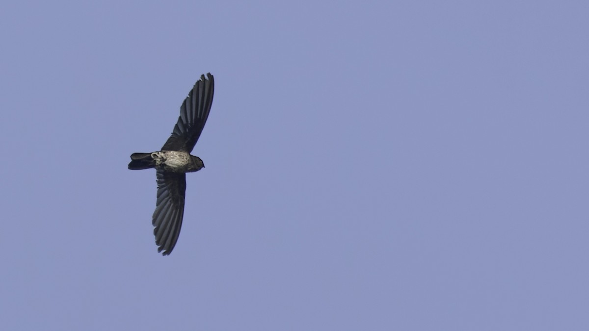 Cave Swiftlet - ML612283701