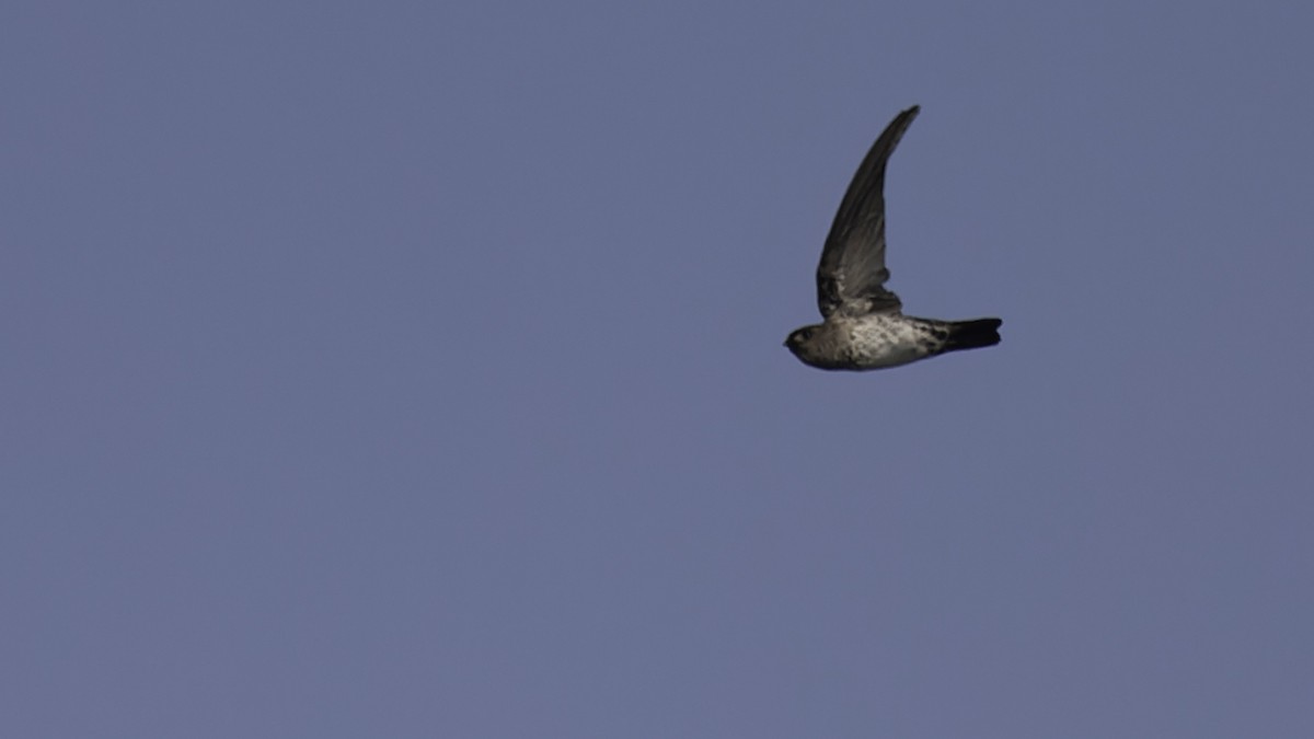Cave Swiftlet - ML612283702