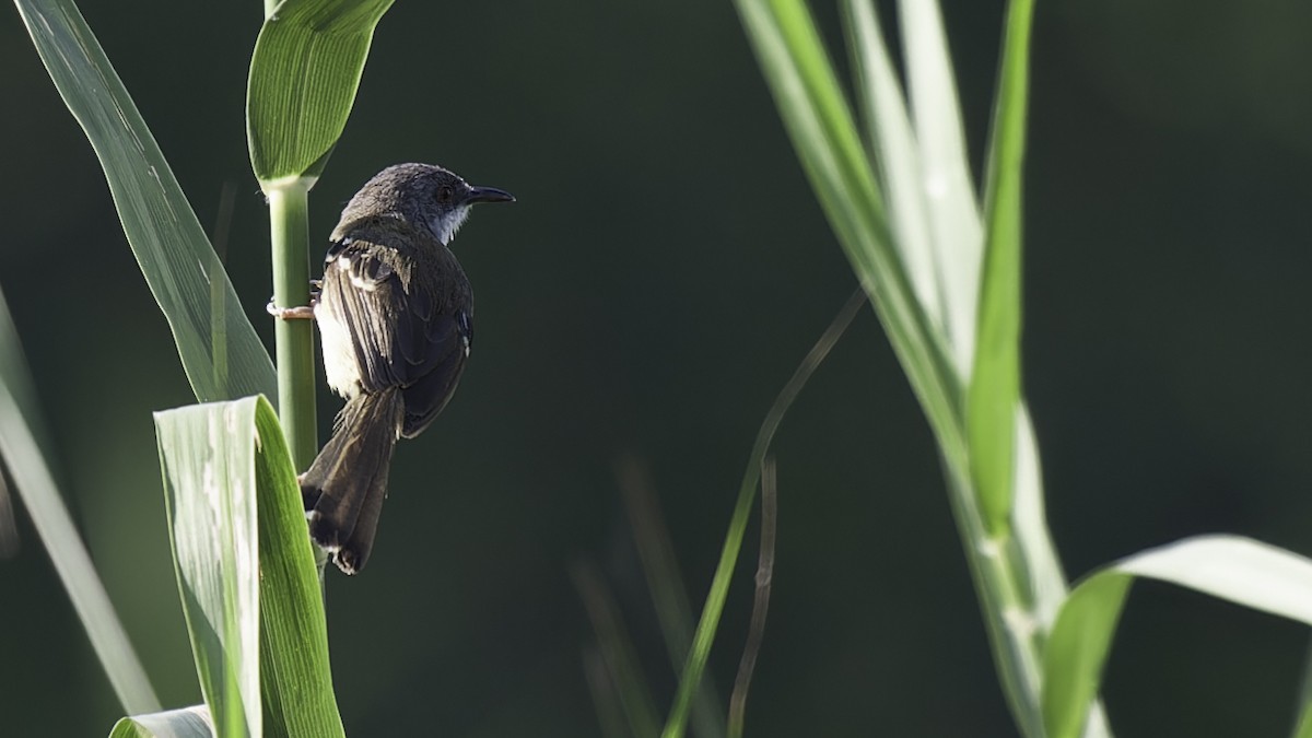 Prinia bifasciée - ML612283704