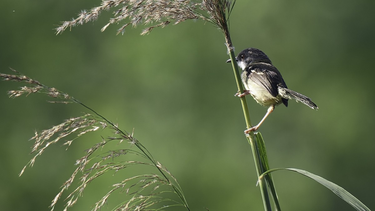 Bar-winged Prinia - ML612283706