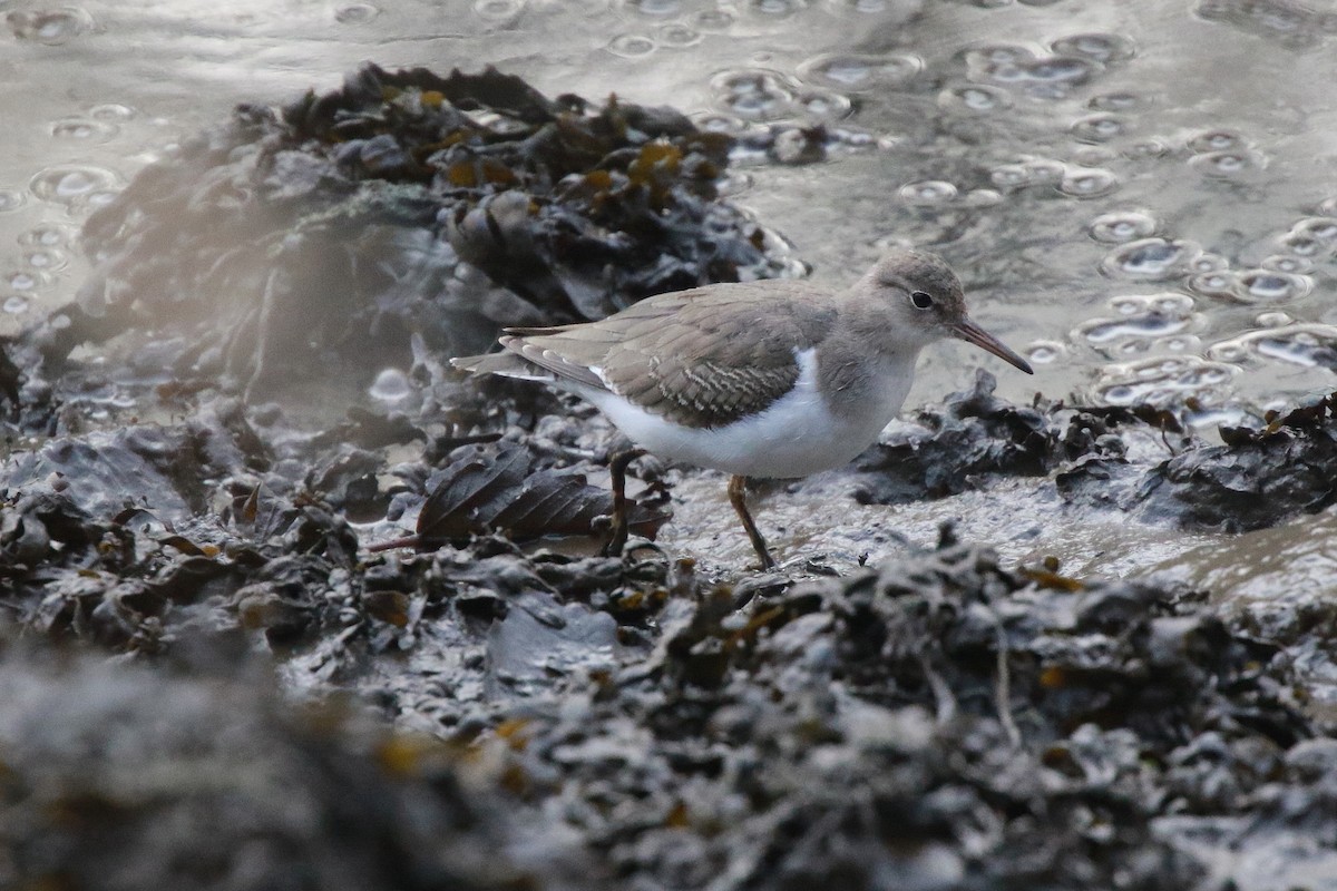 Spotted Sandpiper - ML612283852