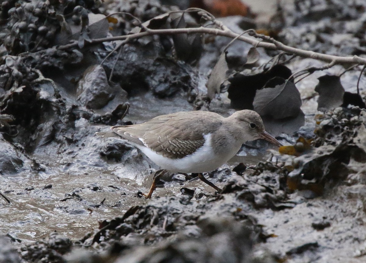 Spotted Sandpiper - ML612283859