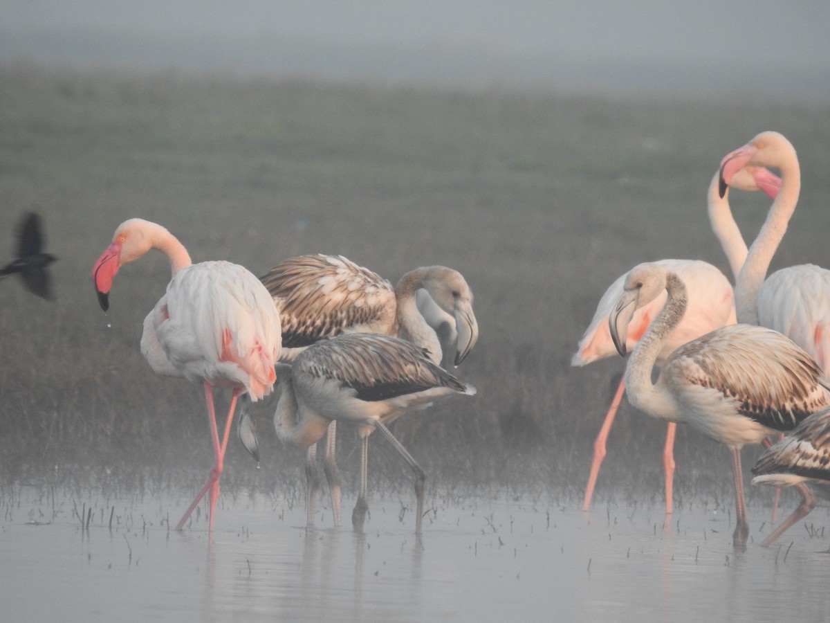 Greater Flamingo - ML612283899