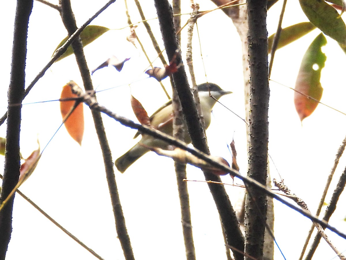 White-browed Shrike-Babbler (Himalayan) - Lim Kim Chye