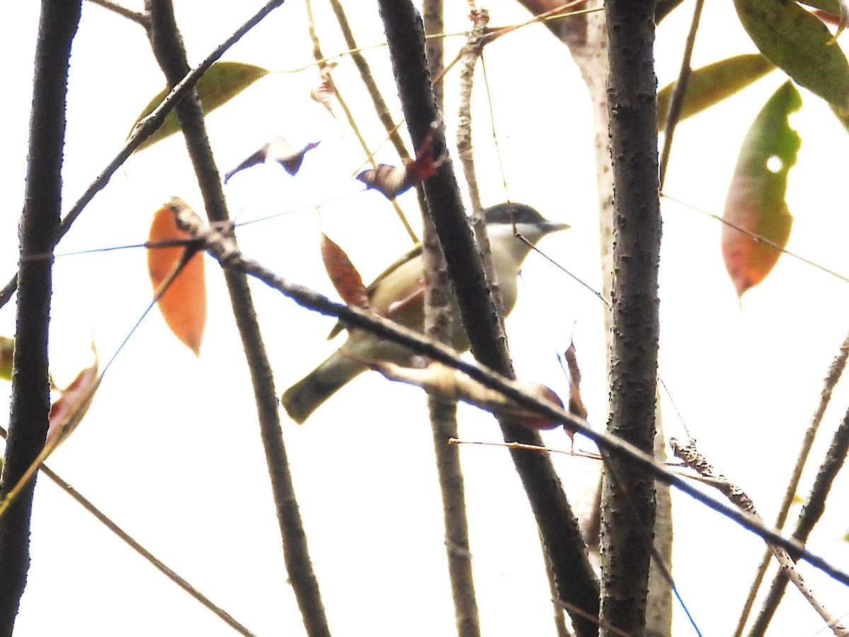 Vireo Alcaudón Cejiblanco (ripleyi) - ML612283944