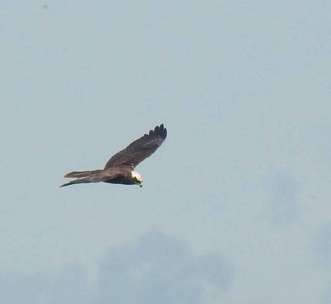 Western Marsh Harrier - ML612283949