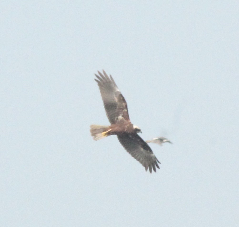 Western Marsh Harrier - ML612283956