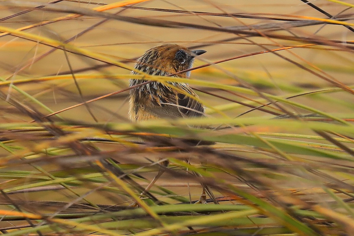 Southern Emuwren - ML612283981