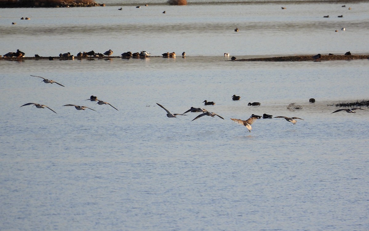 Eurasian Curlew - ML612283984