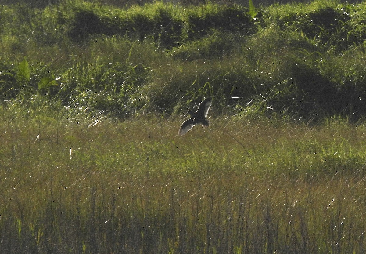 Jack Snipe - ML612283991