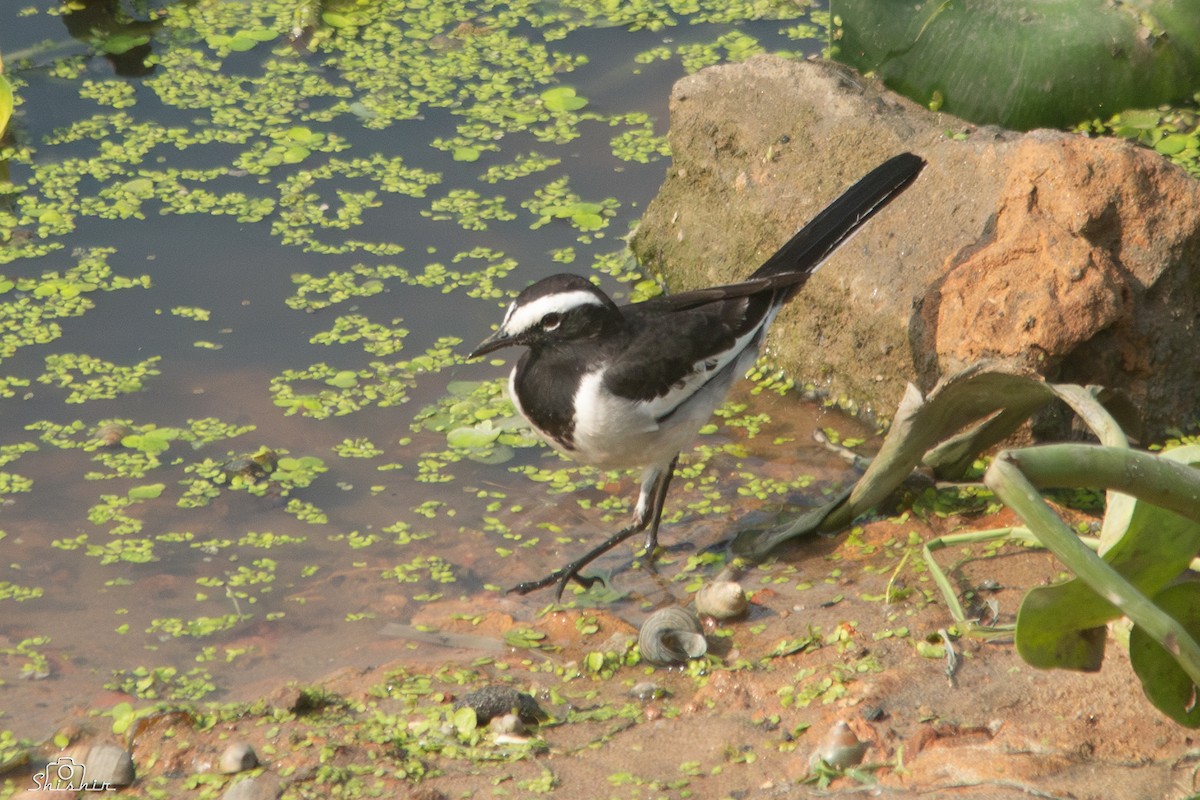 White-browed Wagtail - ML612284044