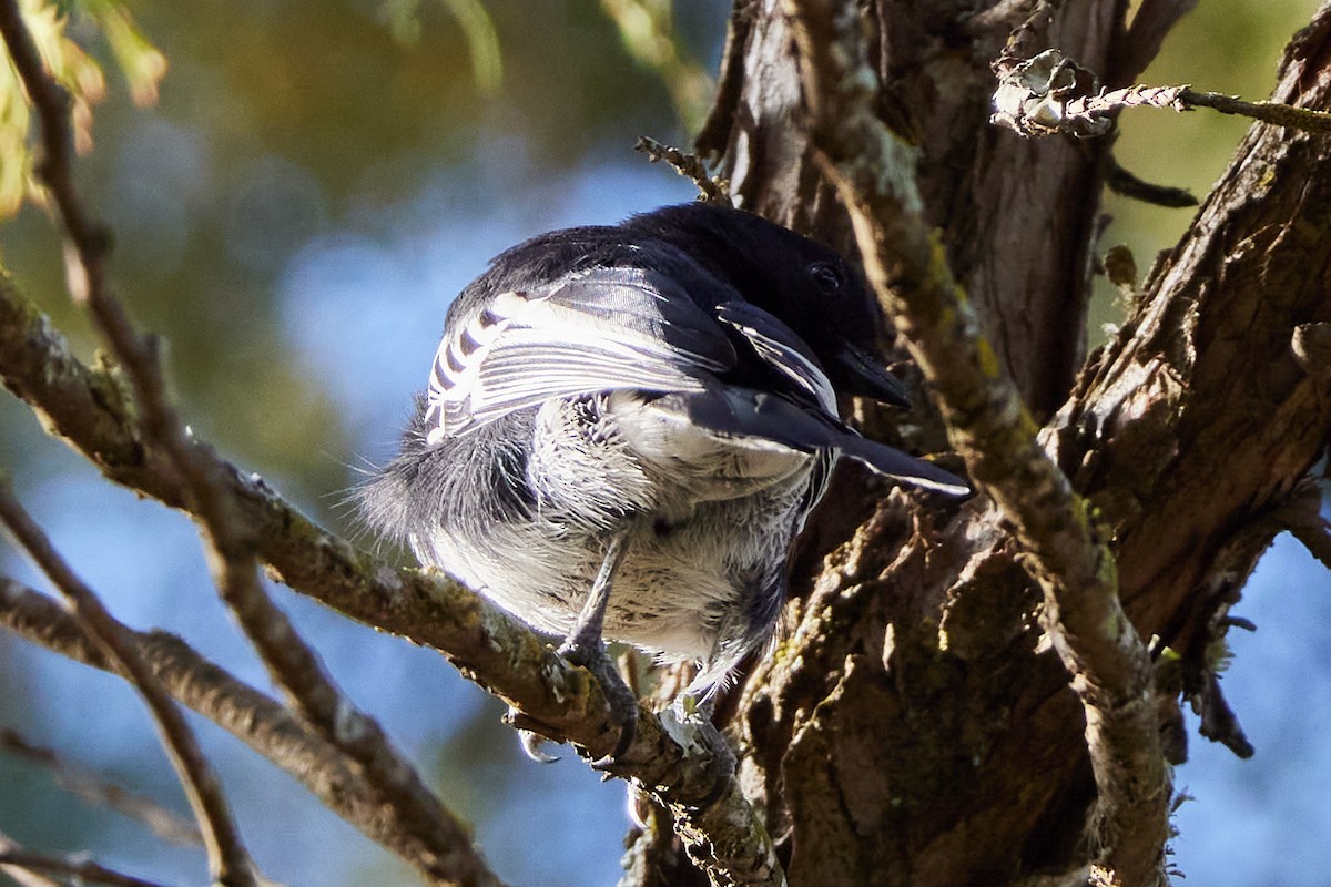 Mésange à ventre blanc - ML612284142