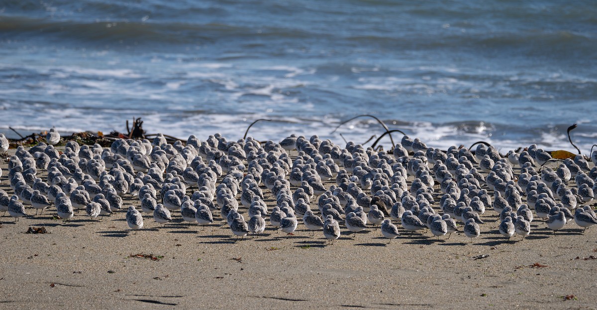 Sanderling - ML612284229