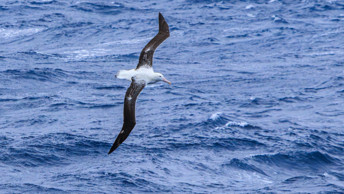 Southern Royal Albatross - Lars Andersen
