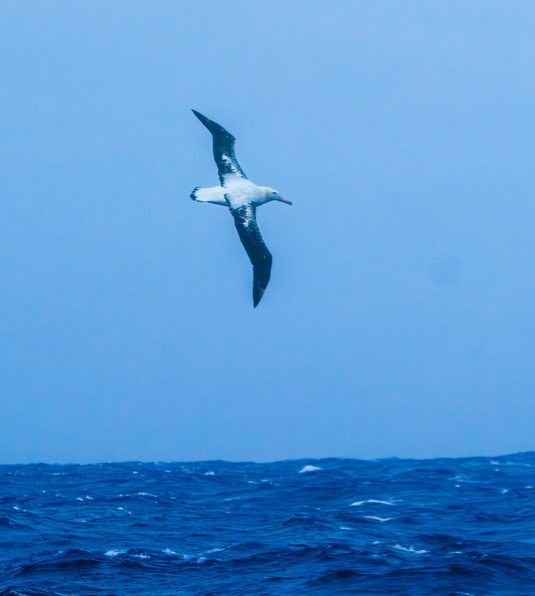 Snowy Albatross - Lars Andersen