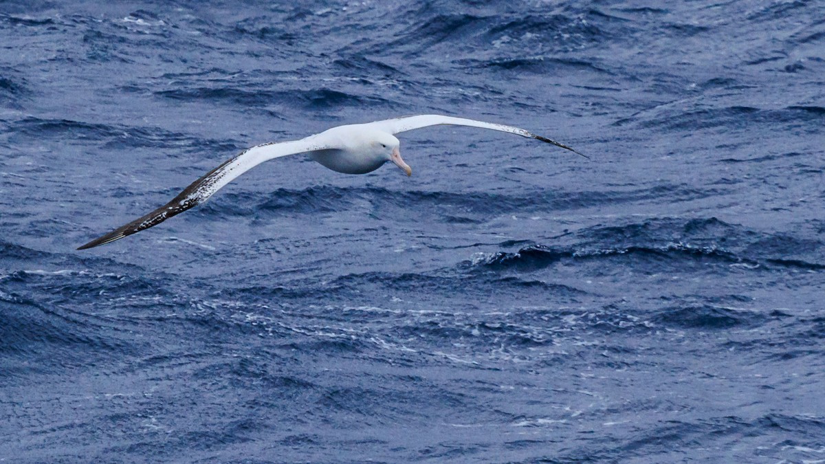 Snowy Albatross - Lars Andersen