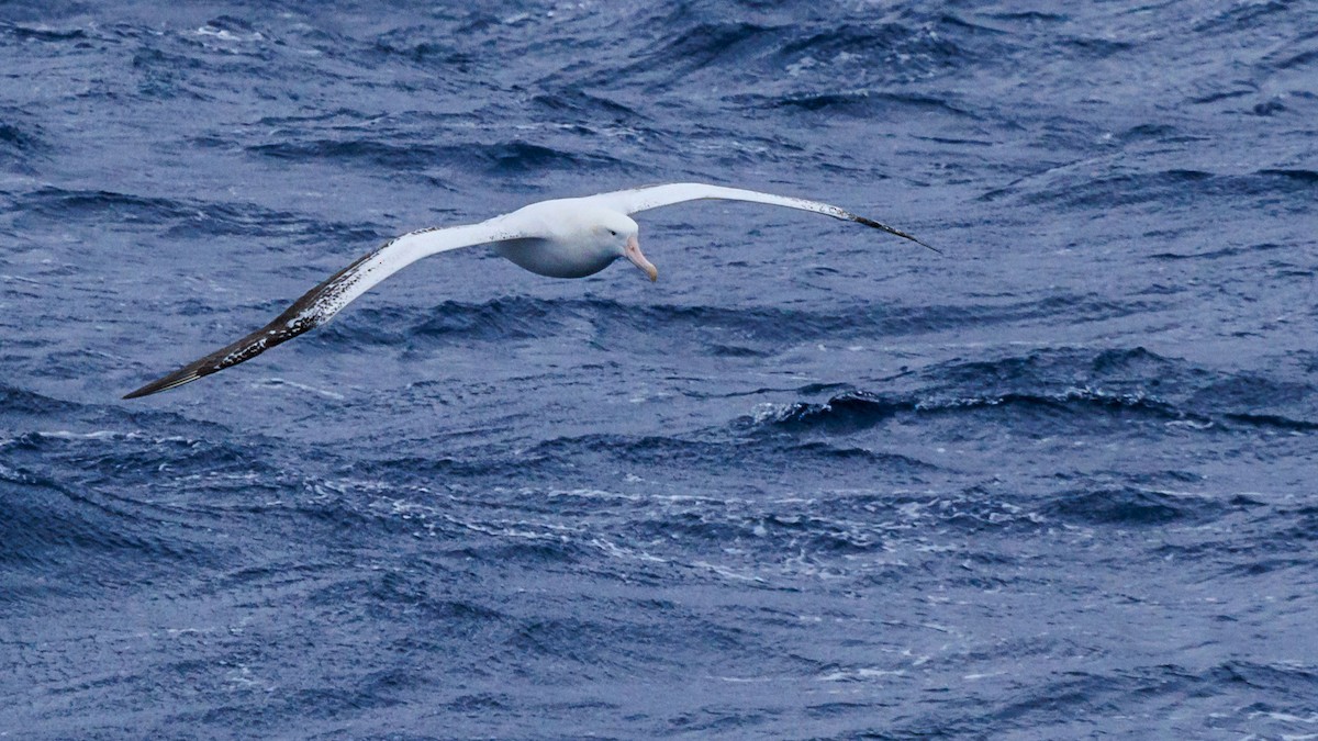 Albatros Viajero - ML612284261