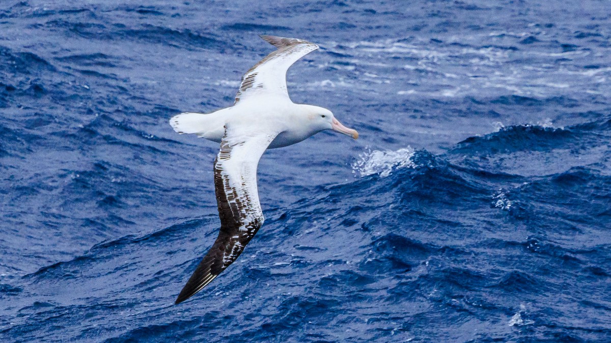 albatros stěhovavý - ML612284263