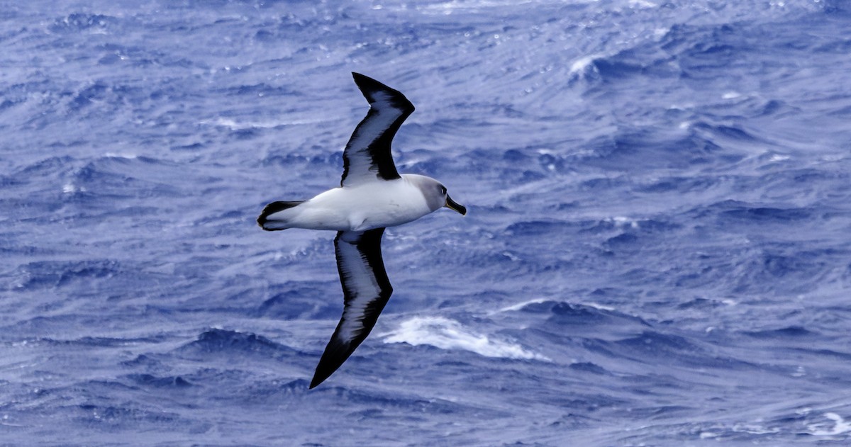 albatros šedohlavý - ML612284280