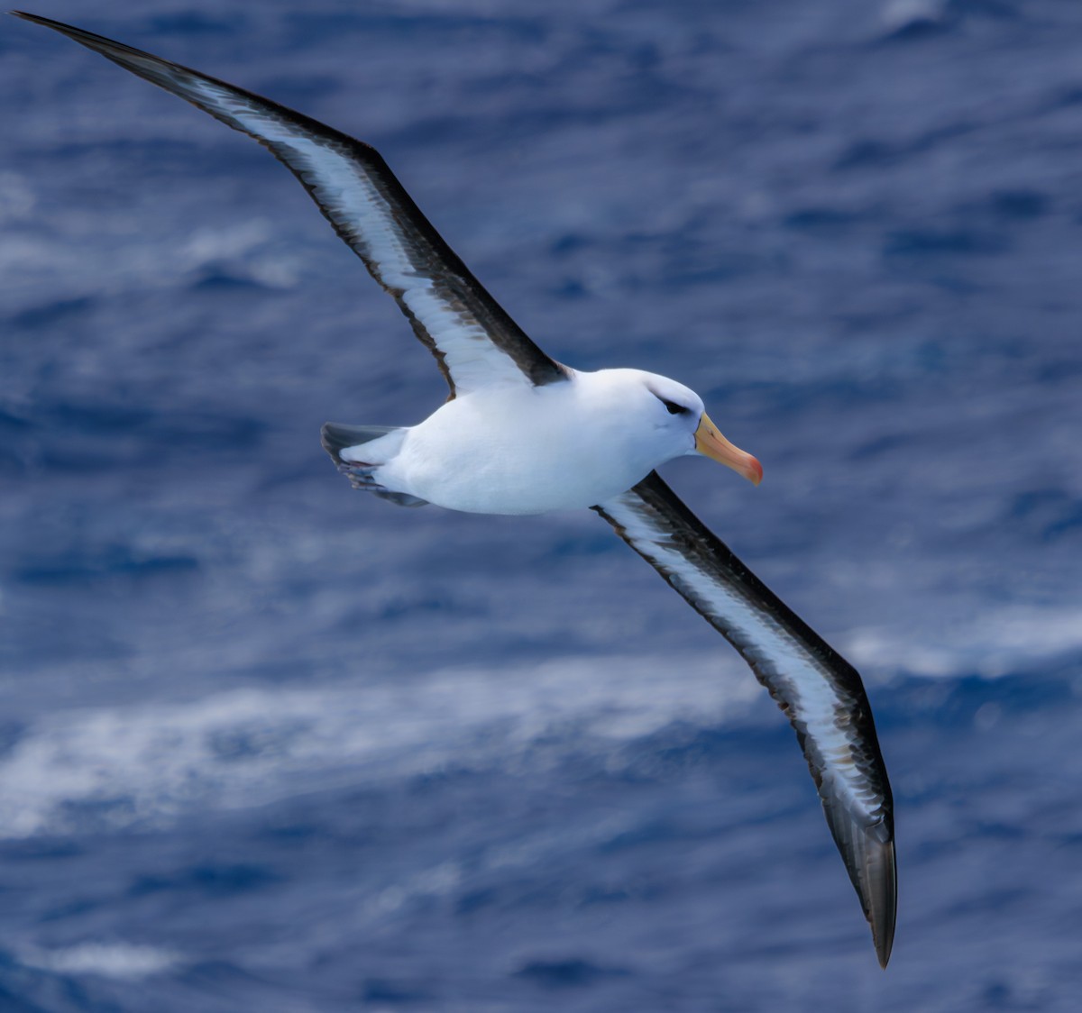 Albatros à sourcils noirs - ML612284288