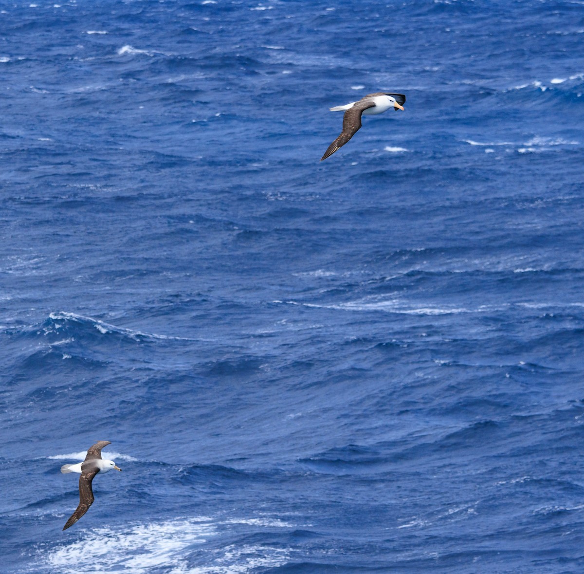 Albatros Ojeroso - ML612284289