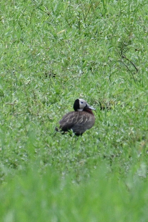 White-faced Whistling-Duck - ML612284314