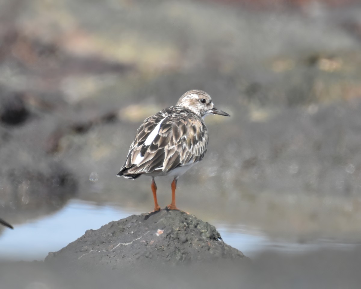 Ruddy Turnstone - ML612284329