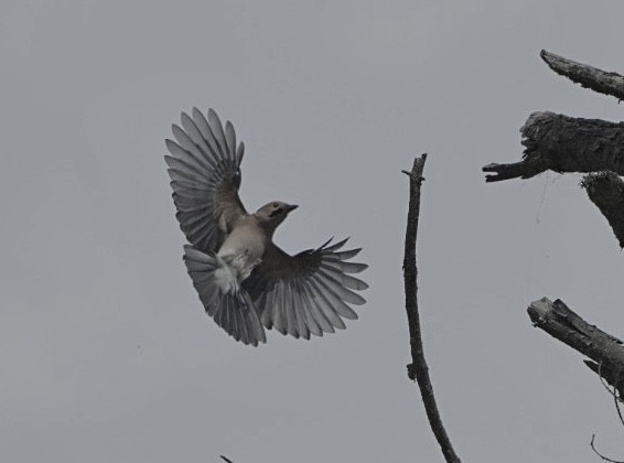 Eurasian Jay - ML612284340