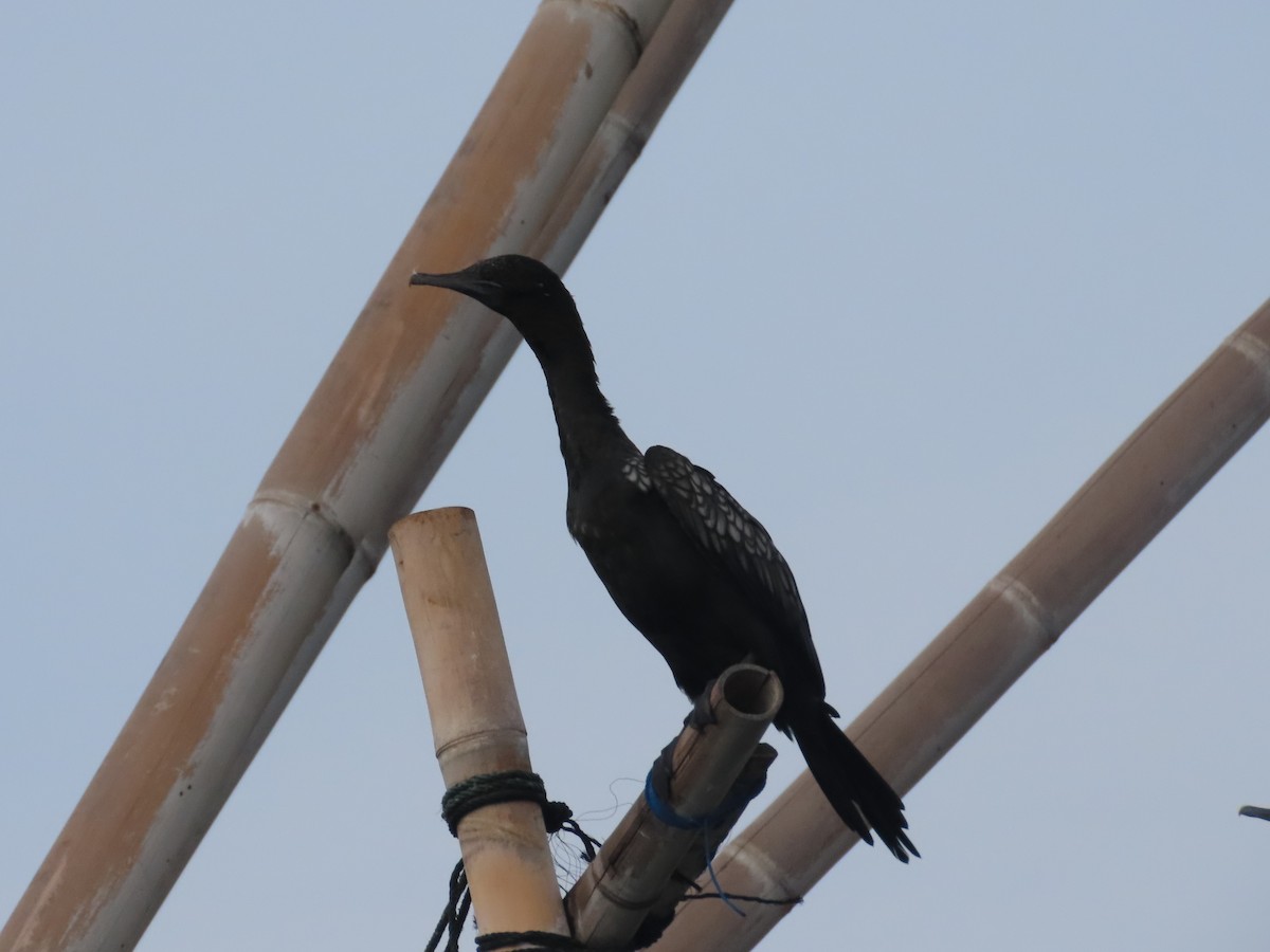 Little Black Cormorant - Suzanne Beauchesne