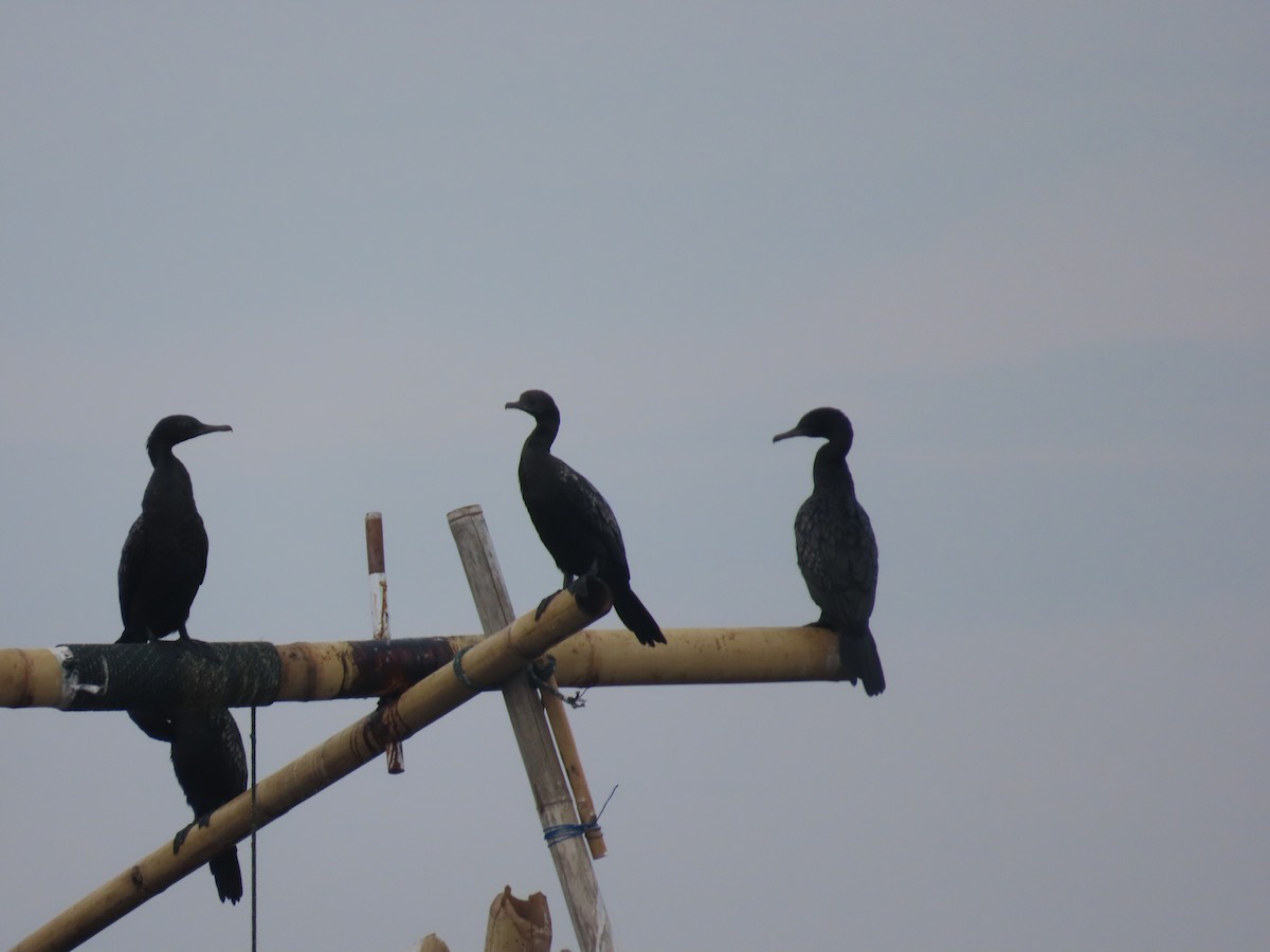 Little Black Cormorant - ML612284353