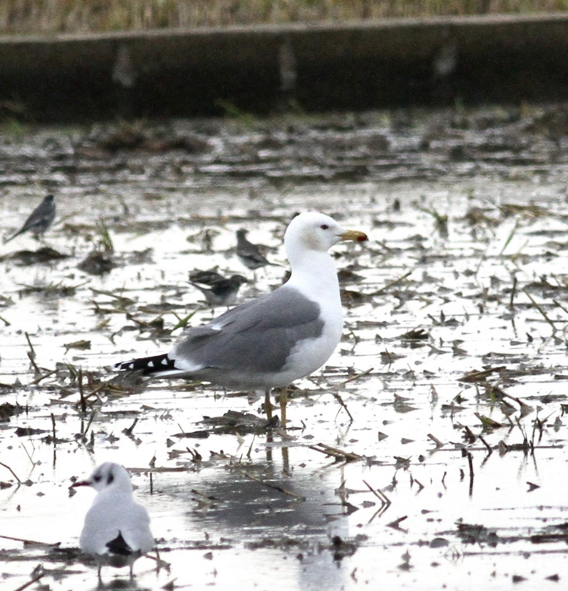 Larus sp. - Haakan Oertman