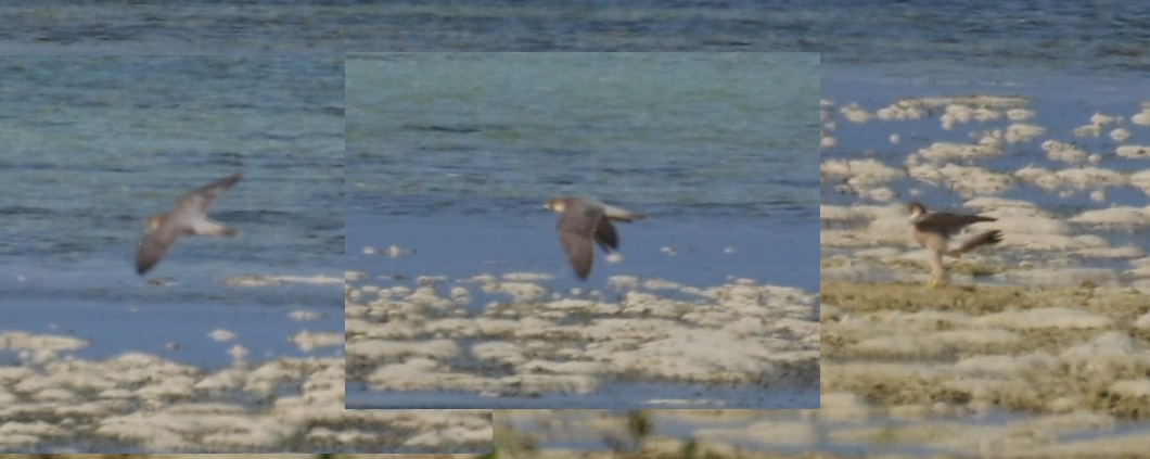 Peregrine Falcon (Barbary) - Tomasz Kulakowski