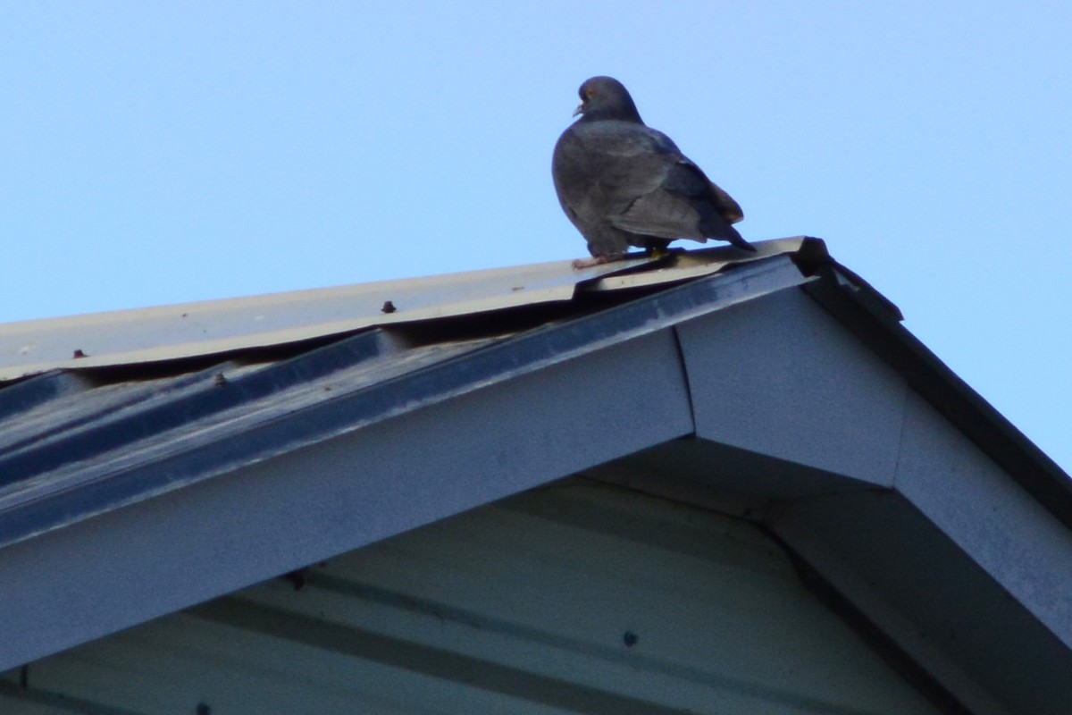 Rock Pigeon (Feral Pigeon) - ML612284403