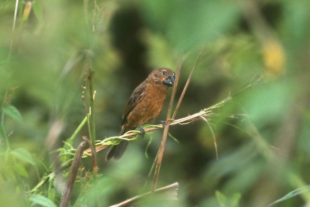 Great-billed Seed-Finch - Johannes Ferdinand