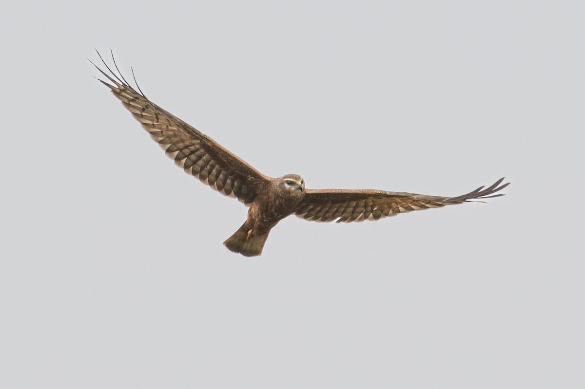 Pied Harrier - H Nambiar