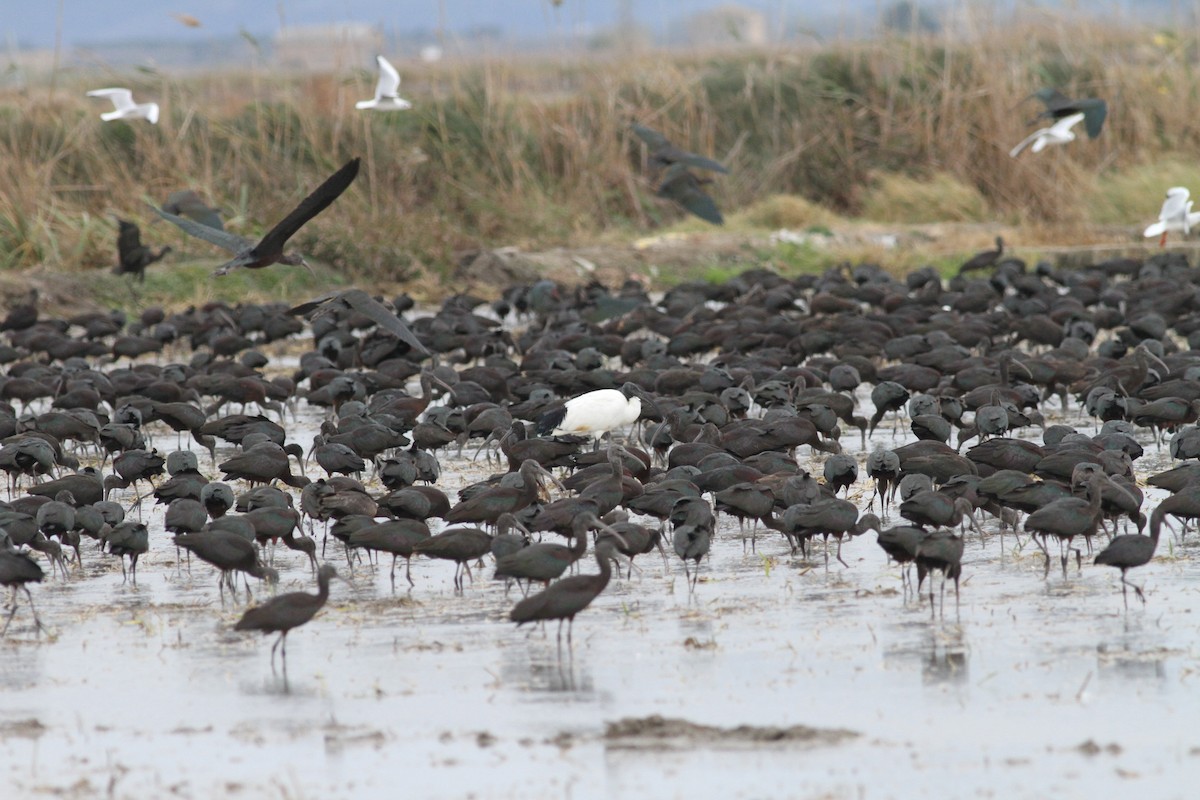 African Sacred Ibis - Haakan Oertman