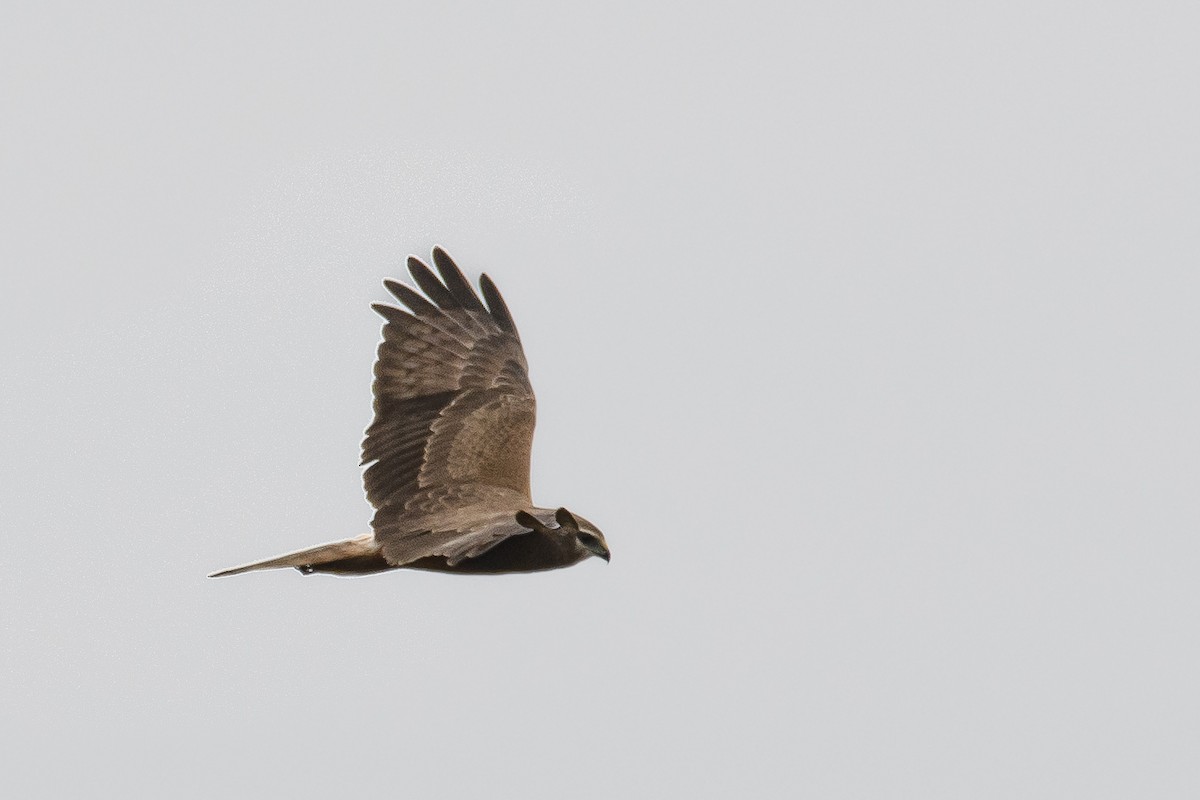 Pied Harrier - ML612284422